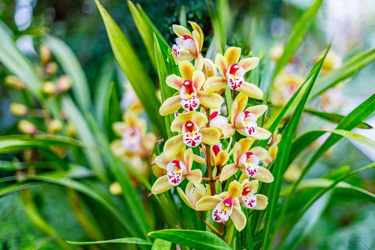 Historie og betydning af cymbidium-orkideen